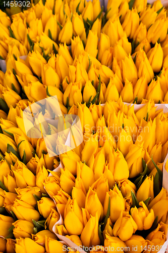 Image of Amsterdam flowers market