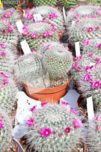 Image of Cactus plant
