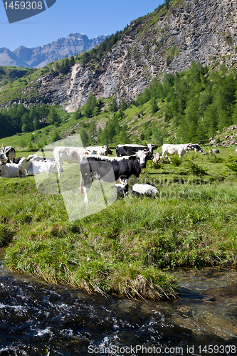 Image of Cows and Italian Alps