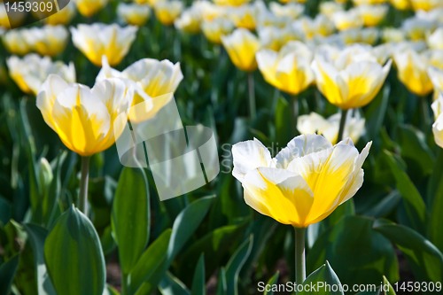 Image of Tulips - Jaap Groot varieties