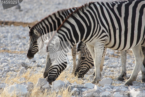 Image of  zebra