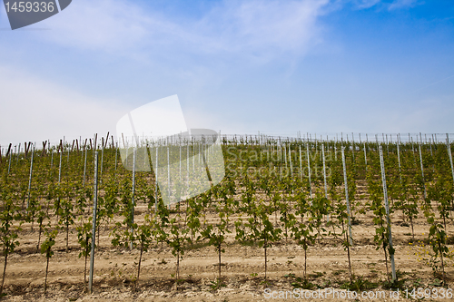 Image of Barbera vineyard - Italy