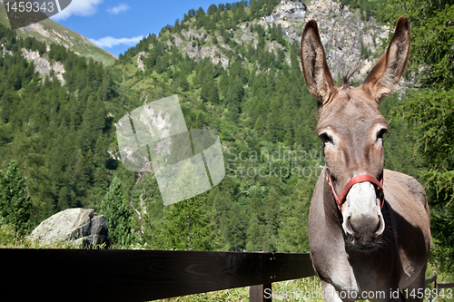 Image of Donkey close up