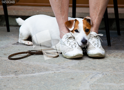 Image of Cute dog looking for protection