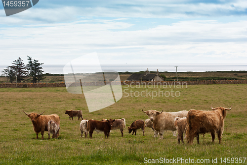 Image of Group of Angus calfs