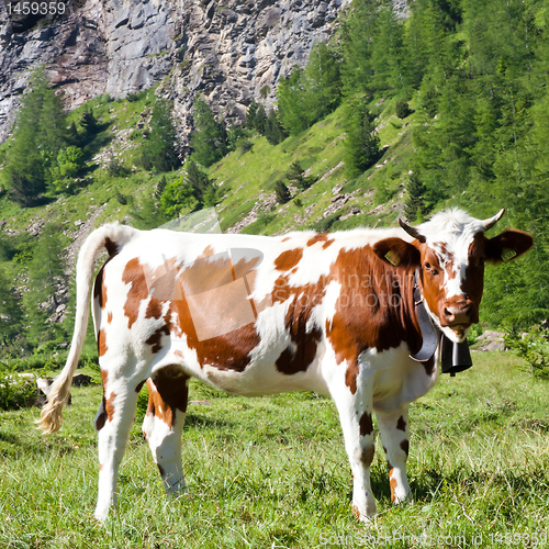 Image of Cows and Italian Alps