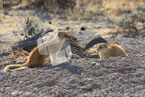 Image of Yellow Mongoose (Cynictis penicillata)