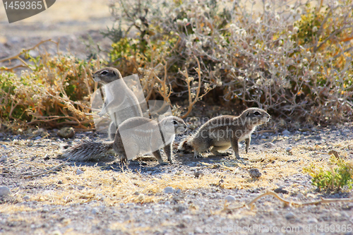 Image of Cape Ground Squirrel (Xerus inauris)