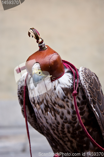 Image of Blinded hawk