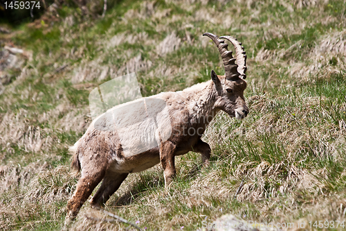 Image of Capra Ibex - Italian Alps