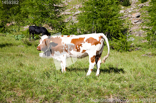 Image of Cows and Italian Alps