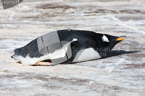 Image of Gentoo Penguin