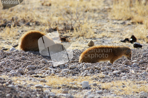 Image of Yellow Mongoose (Cynictis penicillata)