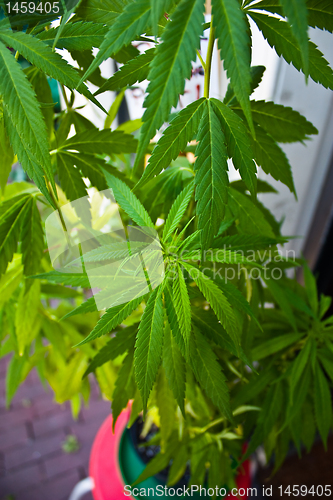 Image of Marijuana plant