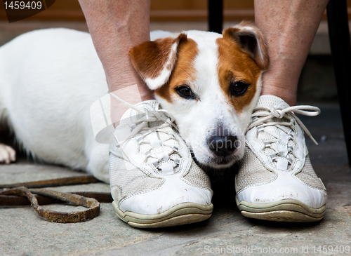 Image of Cute dog looking for protection