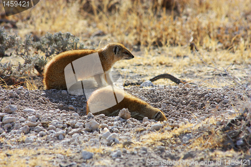 Image of Yellow Mongoose (Cynictis penicillata)