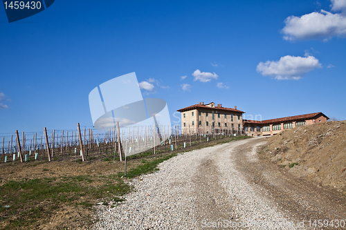 Image of Italian villa with vineyard: spring season