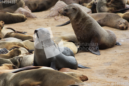 Image of Brown Fur Seal (Arctocephalus pusillus)