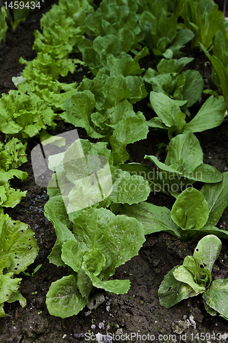 Image of Green salad
