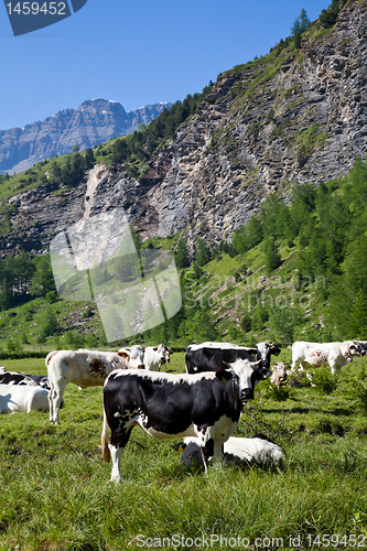 Image of Cows and Italian Alps