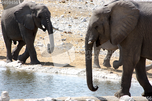 Image of Group of African Elephants