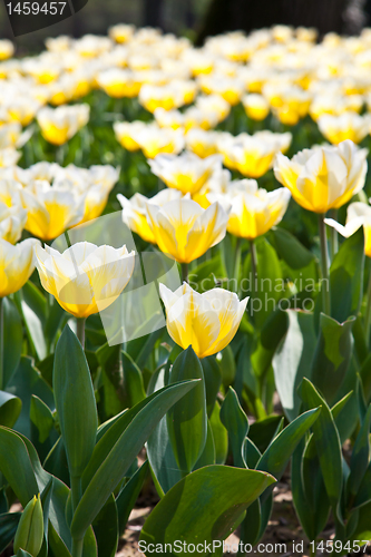 Image of Tulips - Jaap Groot varieties