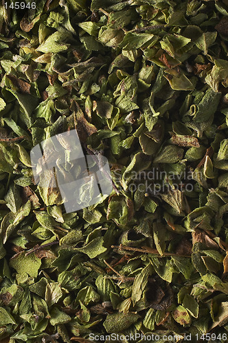 Image of Herb closeup texture