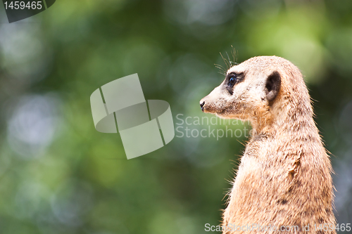 Image of Suricata suricatta