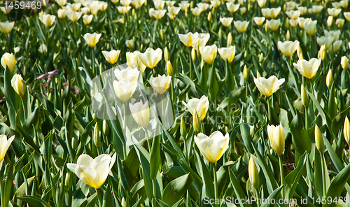 Image of Tulips - Jaap Groot varieties