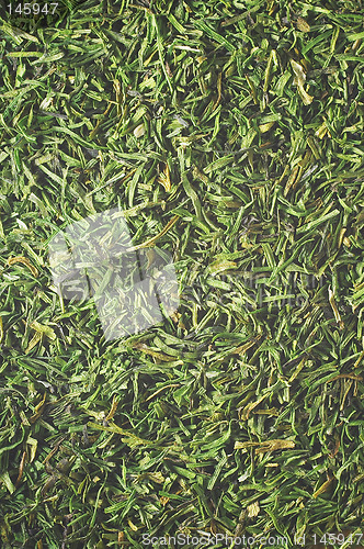 Image of Herb closeup texture