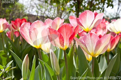 Image of Tulips  