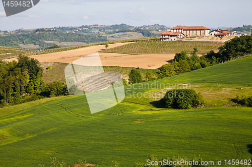 Image of Italian vineyard: Monferrato