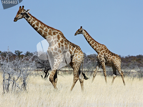 Image of Group of giraffes