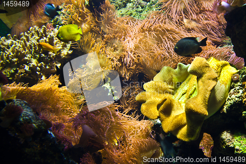 Image of Coral Reef