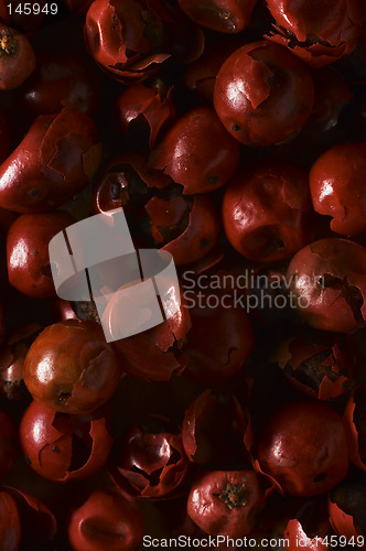 Image of Pepper closeup