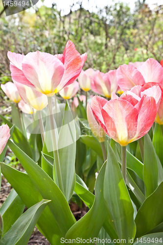 Image of Tulips  