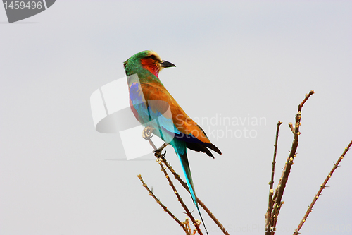 Image of Lilac-breasted roller 