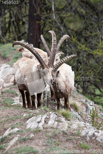 Image of Capra Ibex - Italian Alps