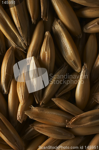 Image of Oats closeup