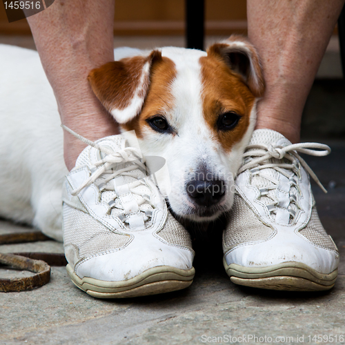 Image of Cute dog looking for protection