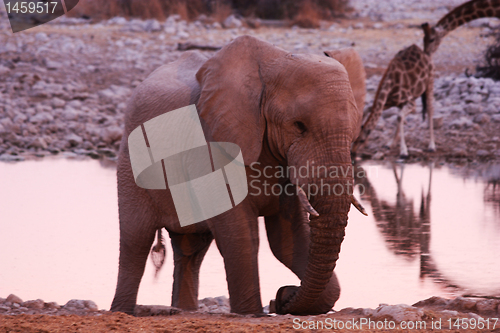 Image of African Elephant