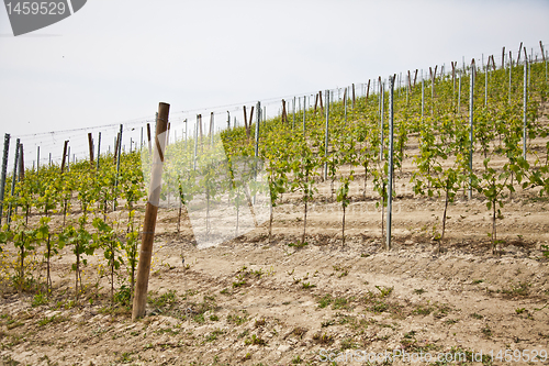 Image of Barbera vineyard - Italy