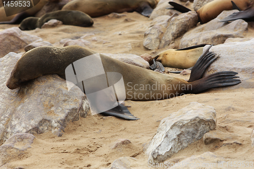 Image of Brown Fur Seal (Arctocephalus pusillus)