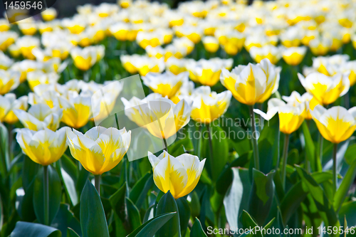 Image of Tulips - Jaap Groot varieties