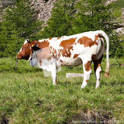Image of Cows and Italian Alps