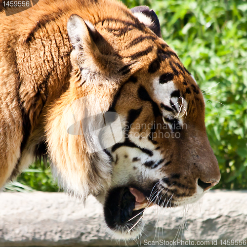 Image of Walking tiger (Panthera Tigris)