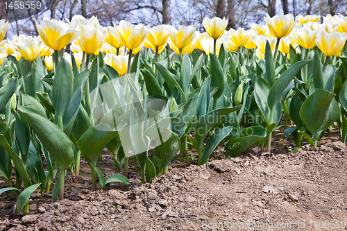 Image of Tulips - Jaap Groot varieties