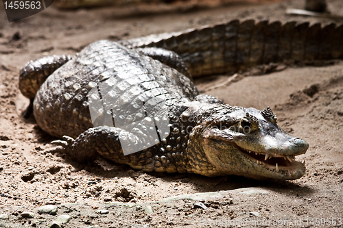 Image of Crocodylidae