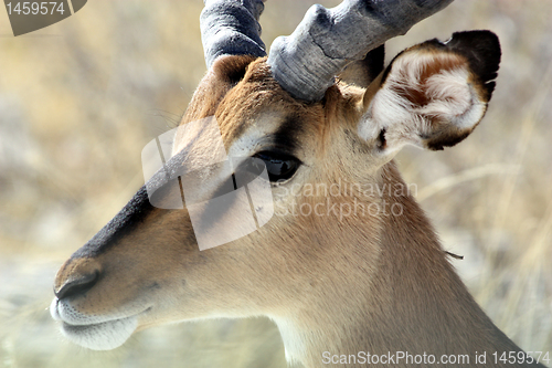 Image of  impala