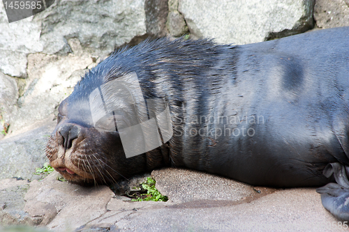 Image of Patagonian Sealion